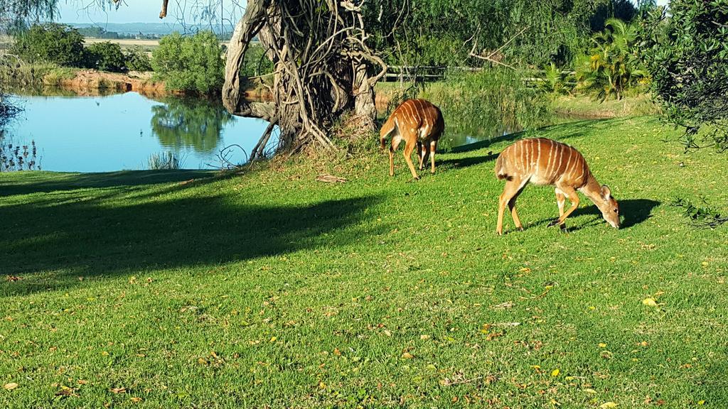 Plettenberg Bay Game Reserve: The Baroness Safari Lodge Kültér fotó