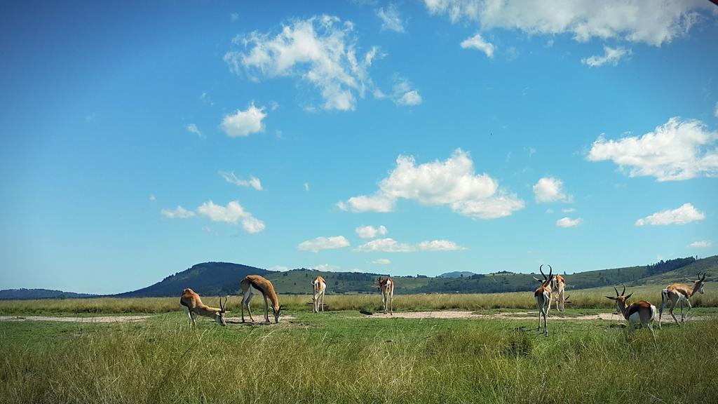 Plettenberg Bay Game Reserve: The Baroness Safari Lodge Kültér fotó