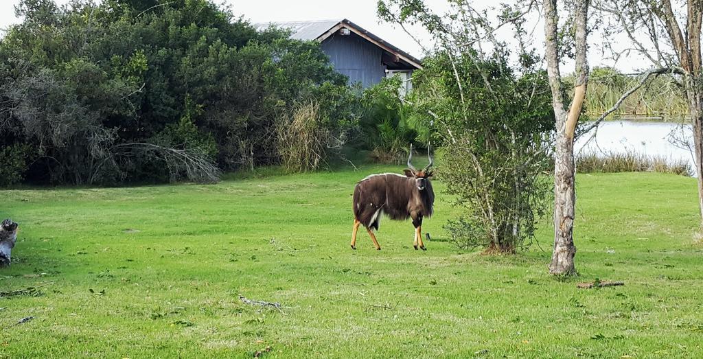 Plettenberg Bay Game Reserve: The Baroness Safari Lodge Kültér fotó