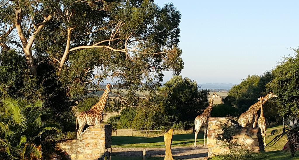 Plettenberg Bay Game Reserve: The Baroness Safari Lodge Kültér fotó